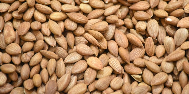 İlk çeyrekte kayısı çekirdeği ihracatından 5,2 milyon dolarlık gelir