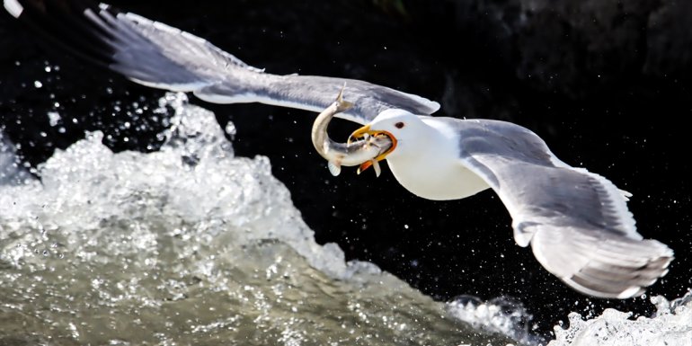 İnci kefalinin üremek için tatlı sulara göçü başladı