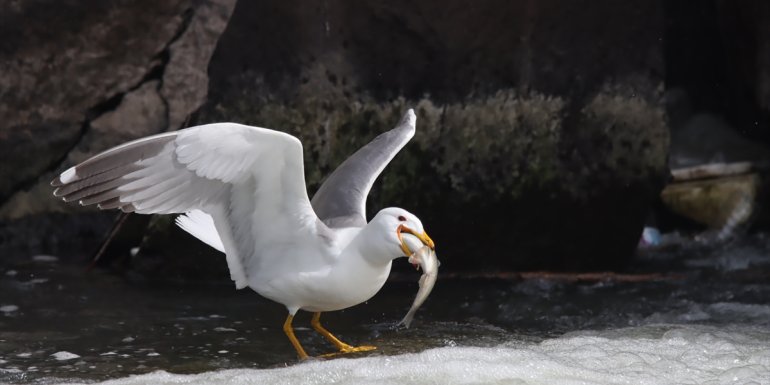 Trabzon'dan Van'a gelip inci kefali göçünü izlediler