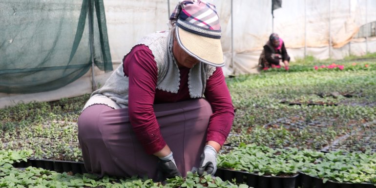 Kadınların serada ürettiği çiçekler şehirleri süslüyor1