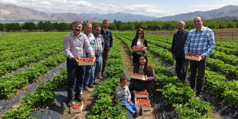 Kale çileği tezgahtaki yerini aldı