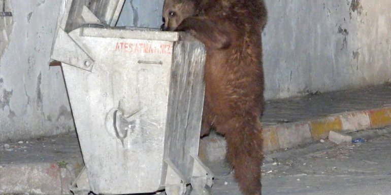 Kars'ta bozayılar ilçe merkezinde yiyecek ararken görüntülendi