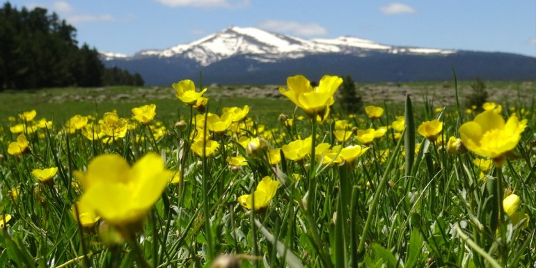 Kars'ta canlanan doğa göçmen kuşlarla şenlendi