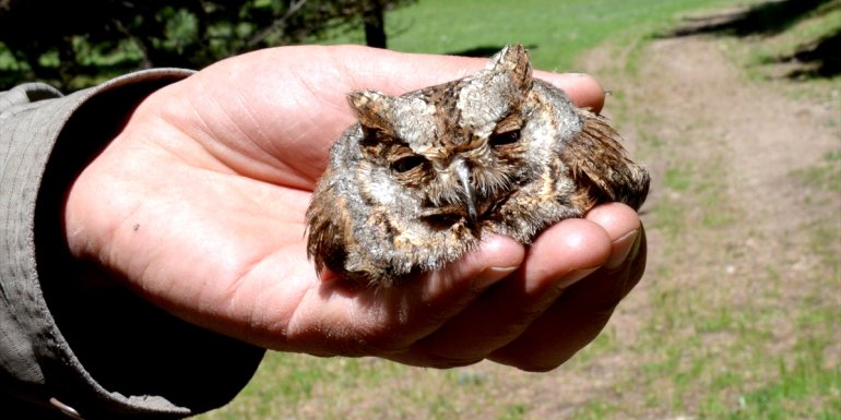 Kars kırsalında bulunan kulaklı orman baykuşu yavrusu korumaya alındı