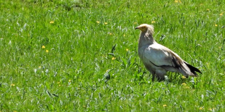 KARS - Koruma altında olan küçük akbabalar, Kars