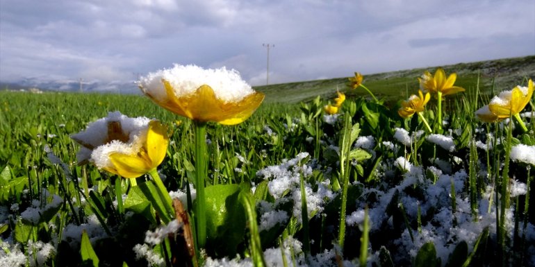 Kars'ta mayıs ayında yağan kar tarım alanlarını beyaza bürüdü