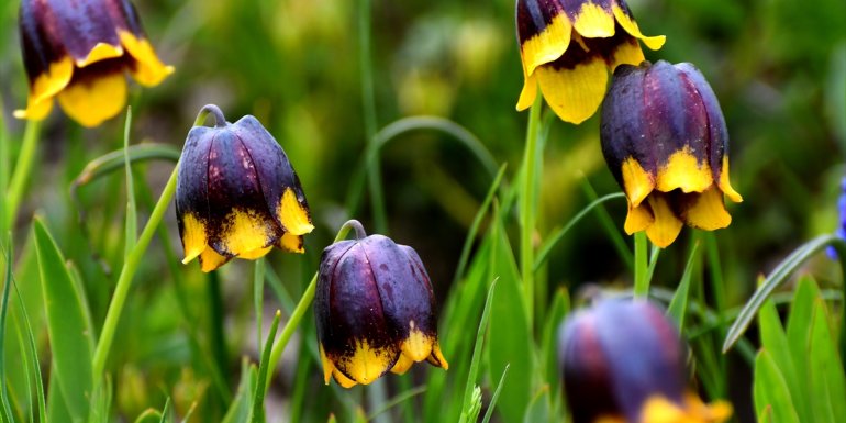 "Sarı dudak" ters laleleri Sarıkamış'ın doğasını süsledi