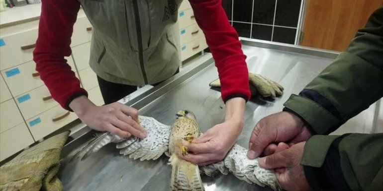 Kars'ta jandarmanın yaralı bulduğu kerkenez tedaviye alındı