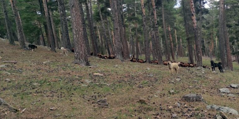 Kars'ta ormanlık alanda hayvan otlatan 2 kişiye ceza kesildi
