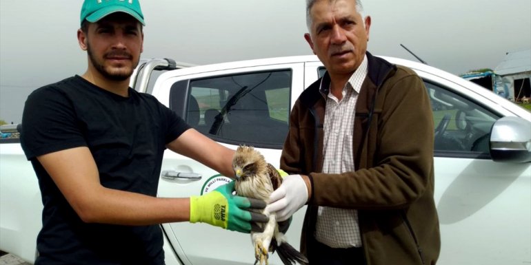 Kars'ta yaralı bulunan kızıl şahin tedavi altına alındı
