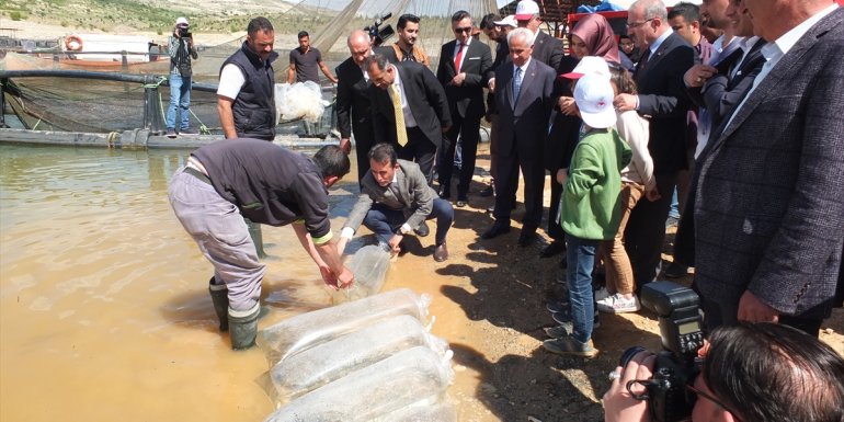 Keban Baraj Gölü'ne 10 bin sazan yavrusu bırakıldı