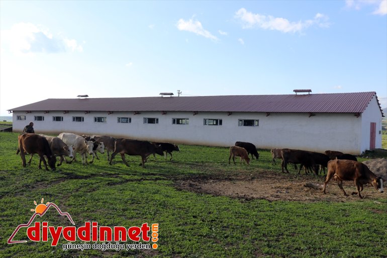 Kültür mantarı yetiştiriyordu devlet desteğiyle hayvancılık yapmaya başladı1