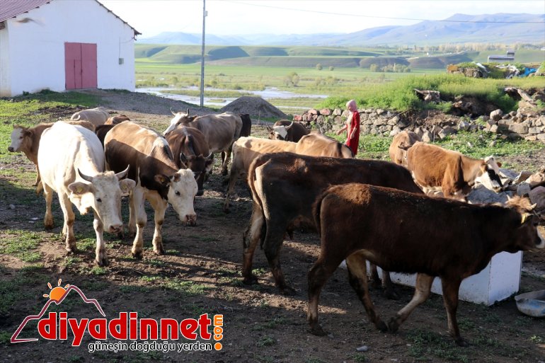 Kültür mantarı yetiştiriyordu devlet desteğiyle hayvancılık yapmaya başladı2