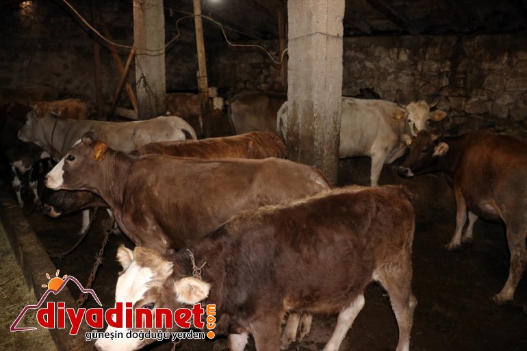 Kültür mantarı yetiştiriyordu devlet desteğiyle hayvancılık yapmaya başladı11