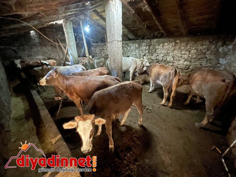 Kültür mantarı yetiştiriyordu devlet desteğiyle hayvancılık yapmaya başladı12