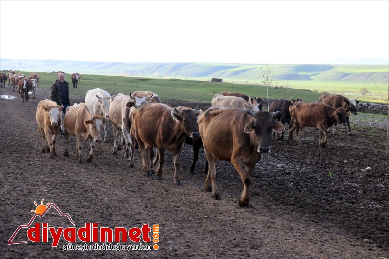 Kültür mantarı yetiştiriyordu devlet desteğiyle hayvancılık yapmaya başladı3