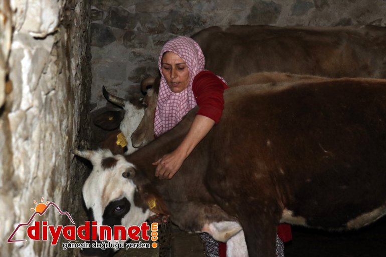 Kültür mantarı yetiştiriyordu devlet desteğiyle hayvancılık yapmaya başladı4