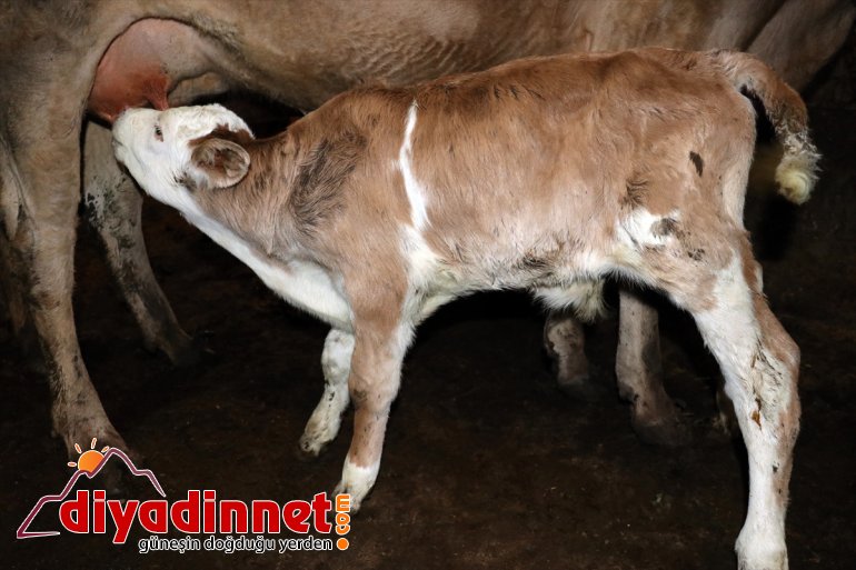 Kültür mantarı yetiştiriyordu devlet desteğiyle hayvancılık yapmaya başladı5