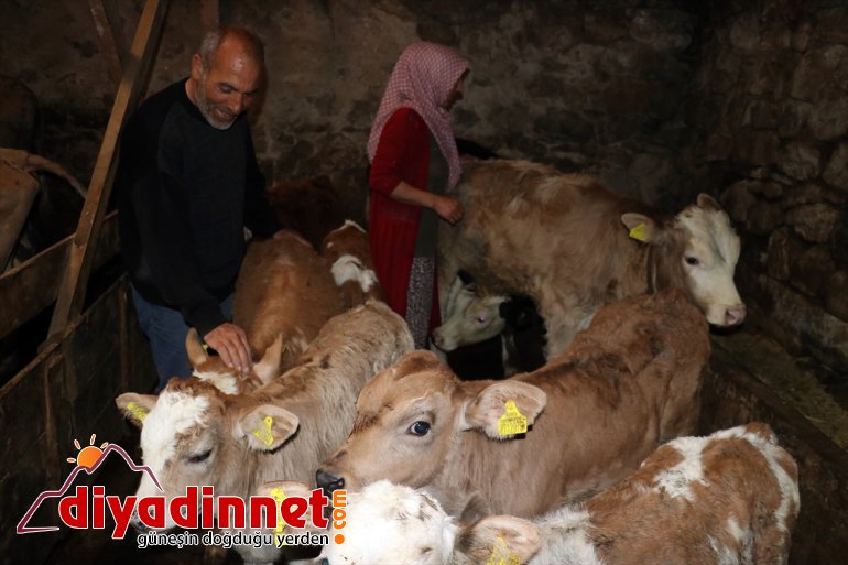 Kültür mantarı yetiştiriyordu devlet desteğiyle hayvancılık yapmaya başladı6