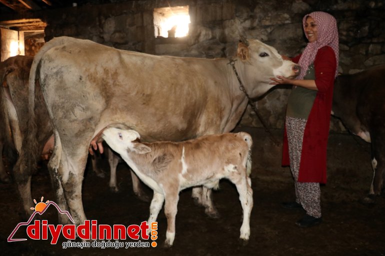 Kültür mantarı yetiştiriyordu devlet desteğiyle hayvancılık yapmaya başladı7