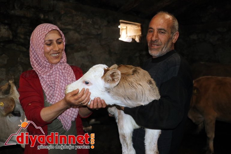Kültür mantarı yetiştiriyordu devlet desteğiyle hayvancılık yapmaya başladı8