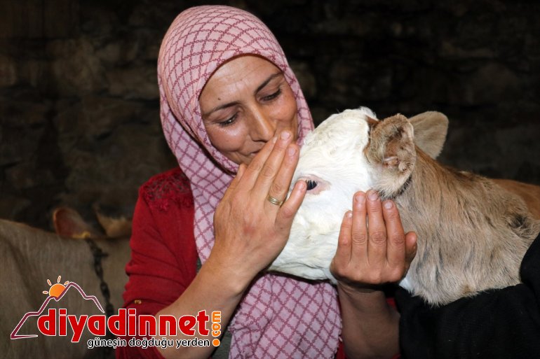 Kültür mantarı yetiştiriyordu devlet desteğiyle hayvancılık yapmaya başladı9