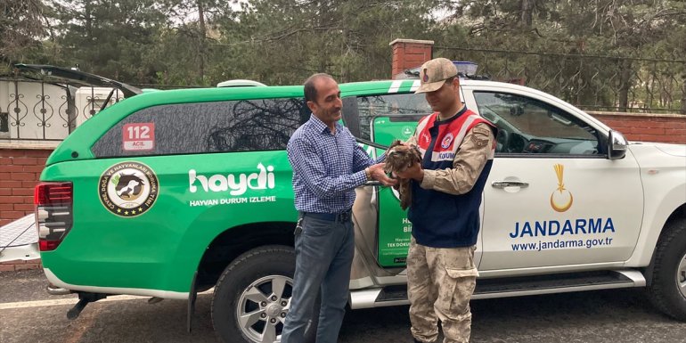 Malatya'da jandarmanın bulduğu yaralı kızıl şahin tedavi altına alındı