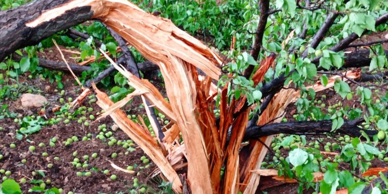 Malatya'da yıldırım isabet eden ağaç parçalandı
