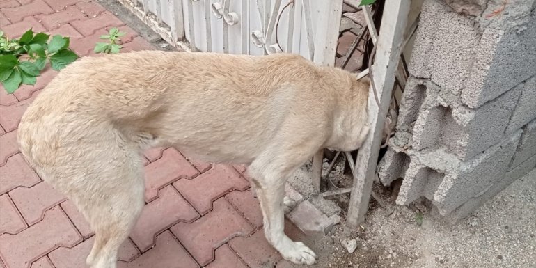 MALATYA - Kafası demir kapıya sıkışan köpeği itfaiye kurtardı1