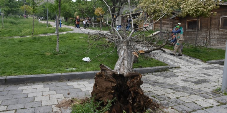 MALATYA - Üzerine ağaç devrilen 2 kişi yaralandı1