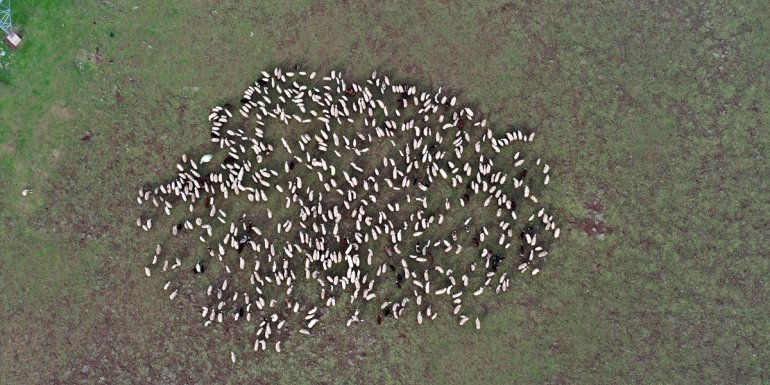 Göçerler zengin bitki örtüsüne sahip Muş'a gelmeye başladı