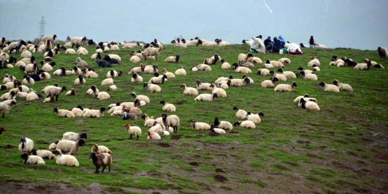 Muş'ta göçerlerin yayla mesaisi başladı