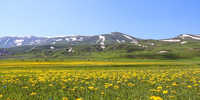 Sarı ve mor renkli çiçekler Erzurum ovalarını renklendirdi1
