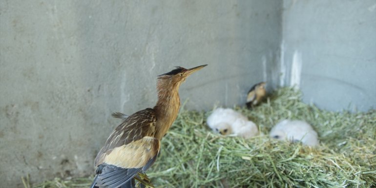 Tunceli'de bitkin bulunan balabanlar korumaya alındı
