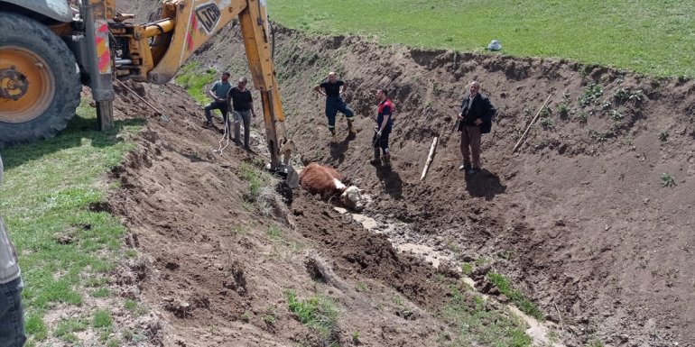 Van'da çamura saplanan ineği belediye ekipleri kurtardı