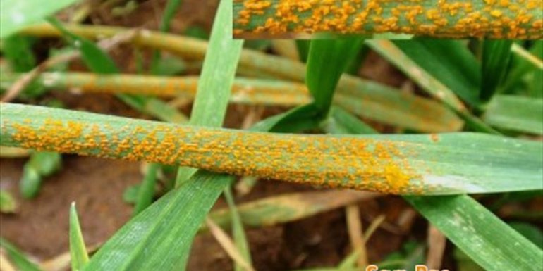 Van'da çiftçilere 'sarı pas' hastalığı uyarısı