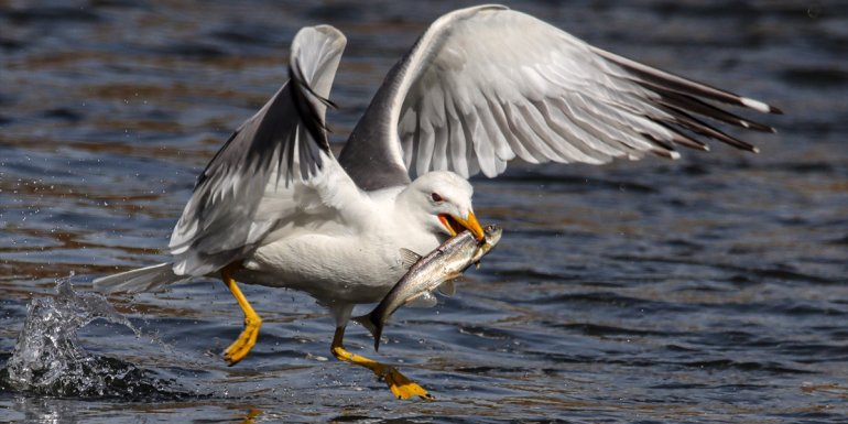 Van'da inci kefalinin göçünü konu alan fotoğraf yarışması başladı