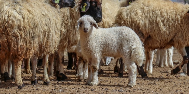 Van'da yöreye has Norduz koyunlarının sayısı "saf ırk" kuzularla artırılıyor
