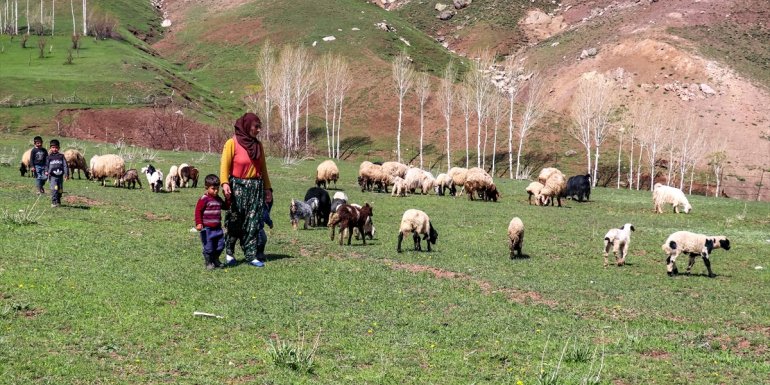 Kadın çiftçi devletten aldığı destekle besici oldu