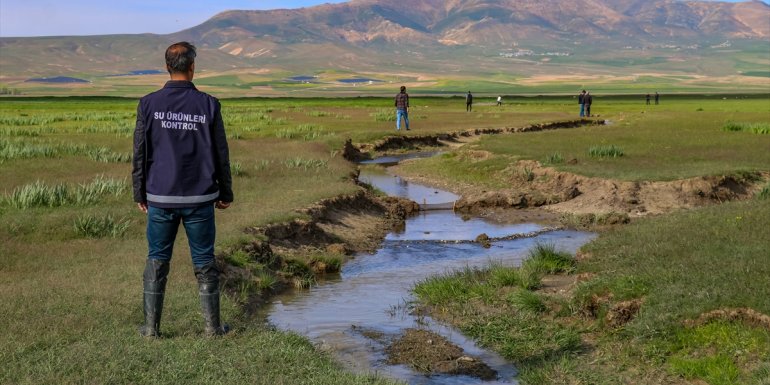 Van'da sulama kanalında sıkışan balıklar kovalarla akarsuya taşındı
