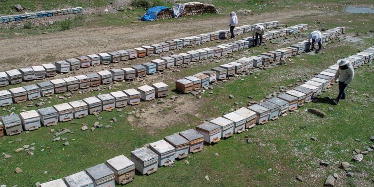 Yağışla artan bitki çeşitliliği arıcıları sevindirdi