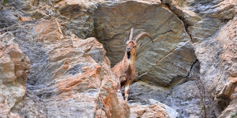 Yaban keçileri Munzur ve Pülümür vadilerine güzellik katıyor