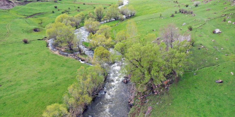 Yurdun en doğusundaki yaylalar ilkbahar yağışlarıyla canlandı