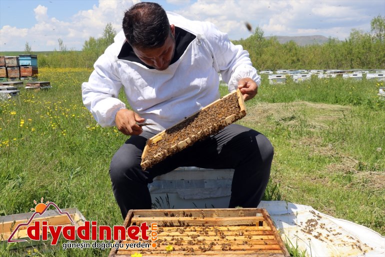 geven tescilli başladı mesaisi AĞRI - Arıcıların balı 12