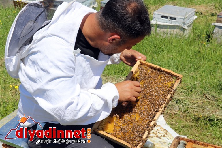 AĞRI tescilli balı başladı geven mesaisi - Arıcıların 13