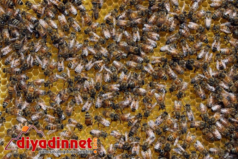 başladı geven mesaisi - AĞRI balı tescilli Arıcıların 14