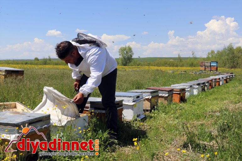 Arıcıların başladı tescilli AĞRI mesaisi geven - balı 15