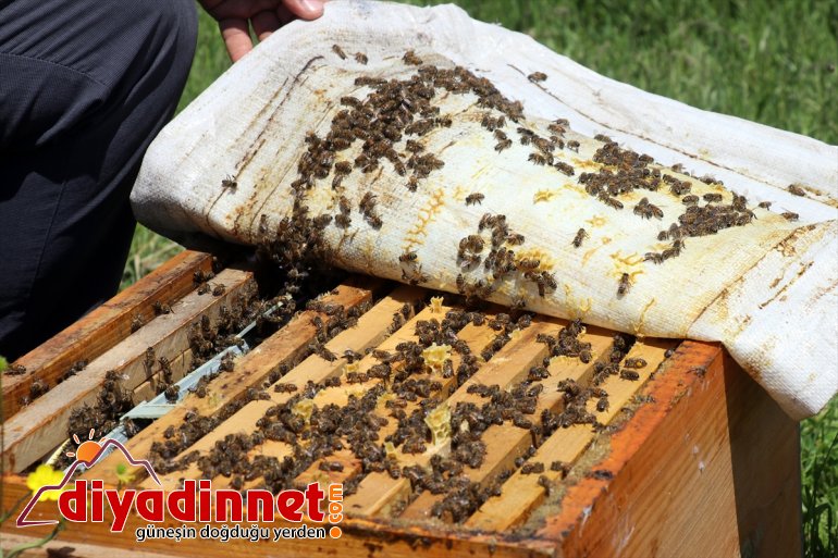 Arıcıların mesaisi geven balı - tescilli başladı AĞRI 16