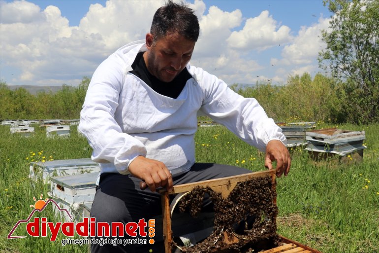 geven Arıcıların tescilli AĞRI mesaisi - balı başladı 17