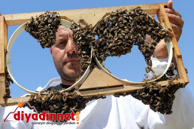 AĞRI başladı balı tescilli mesaisi Arıcıların - geven 19